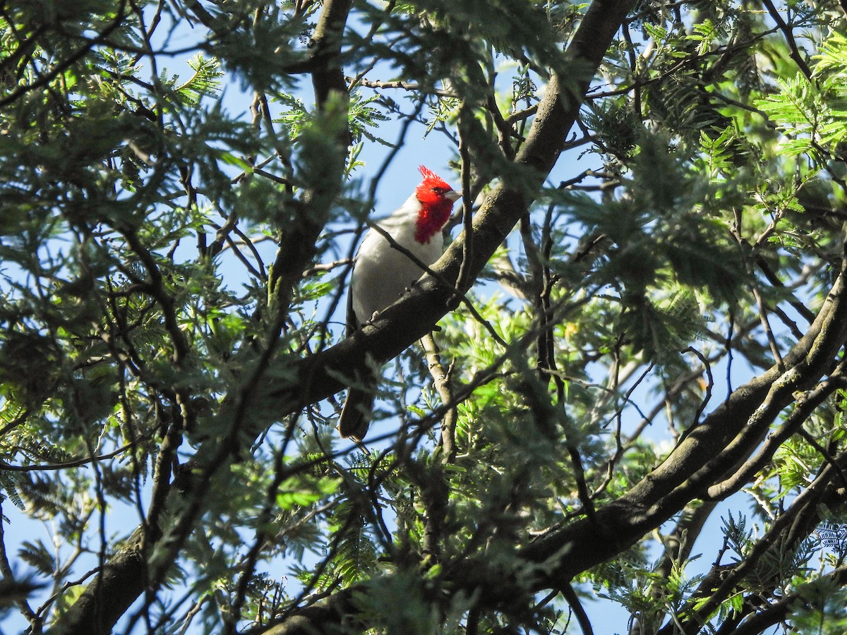 Red-crested Cardinal - Gino Guachamín