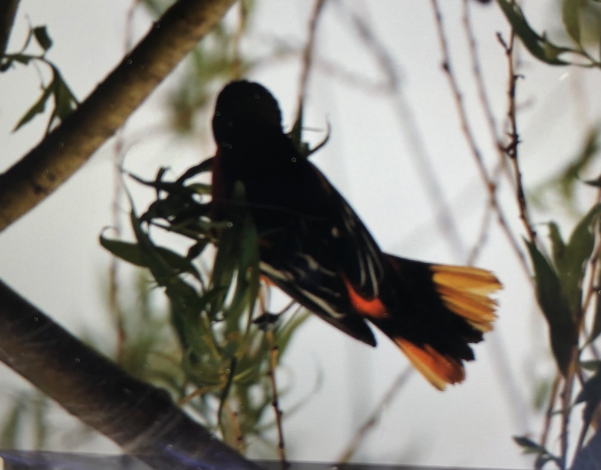 Baltimore Oriole - Jules S