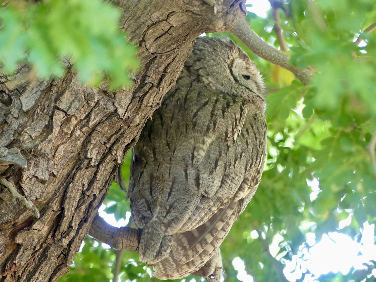 Western Screech-Owl - Dennis Wolter