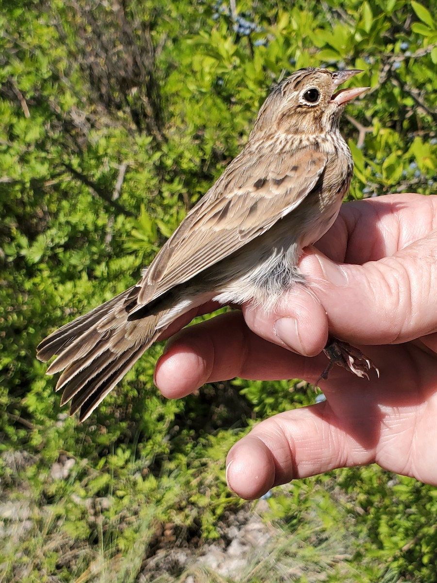 Vesper Sparrow - Nancy Cox