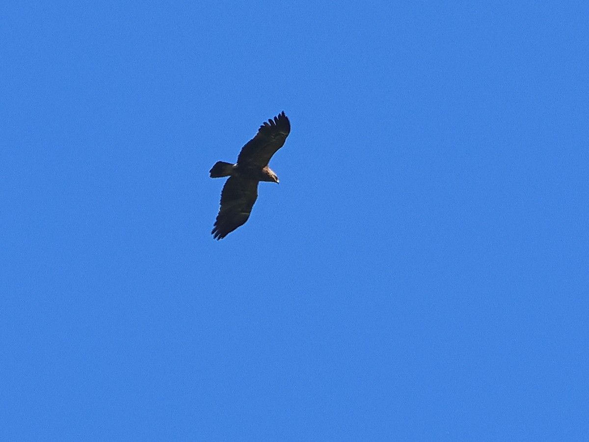 Lesser Spotted Eagle - Attila Steiner