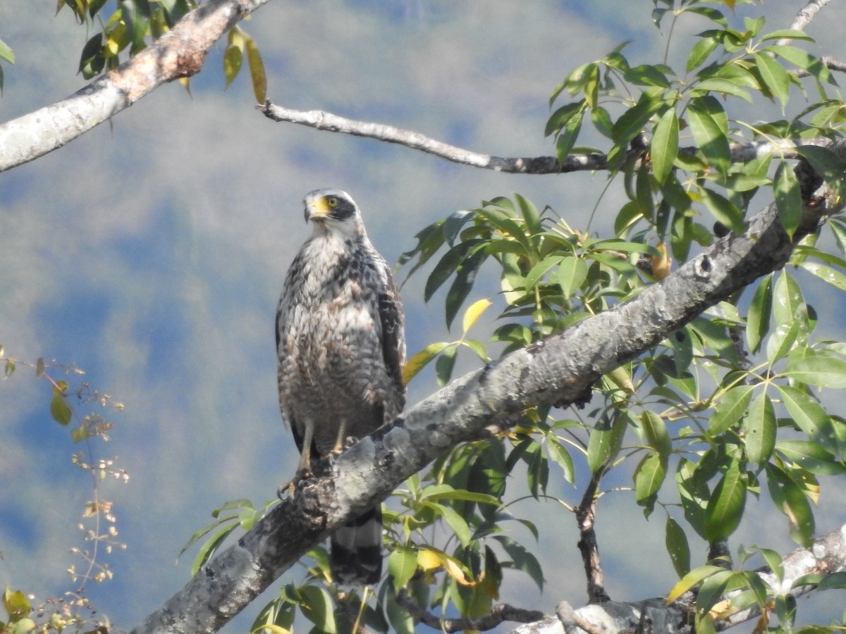 Crested Serpent-Eagle - Selvaganesh K