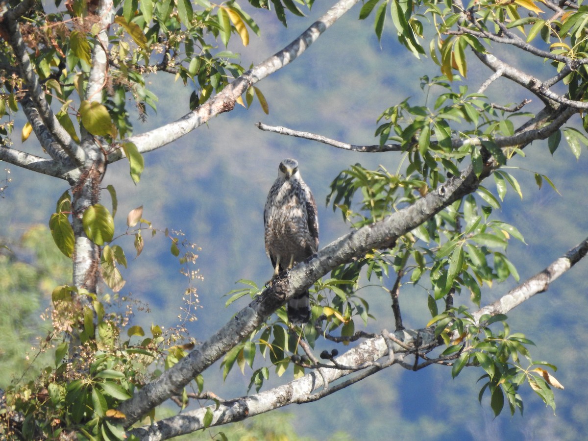 Crested Serpent-Eagle - Selvaganesh K