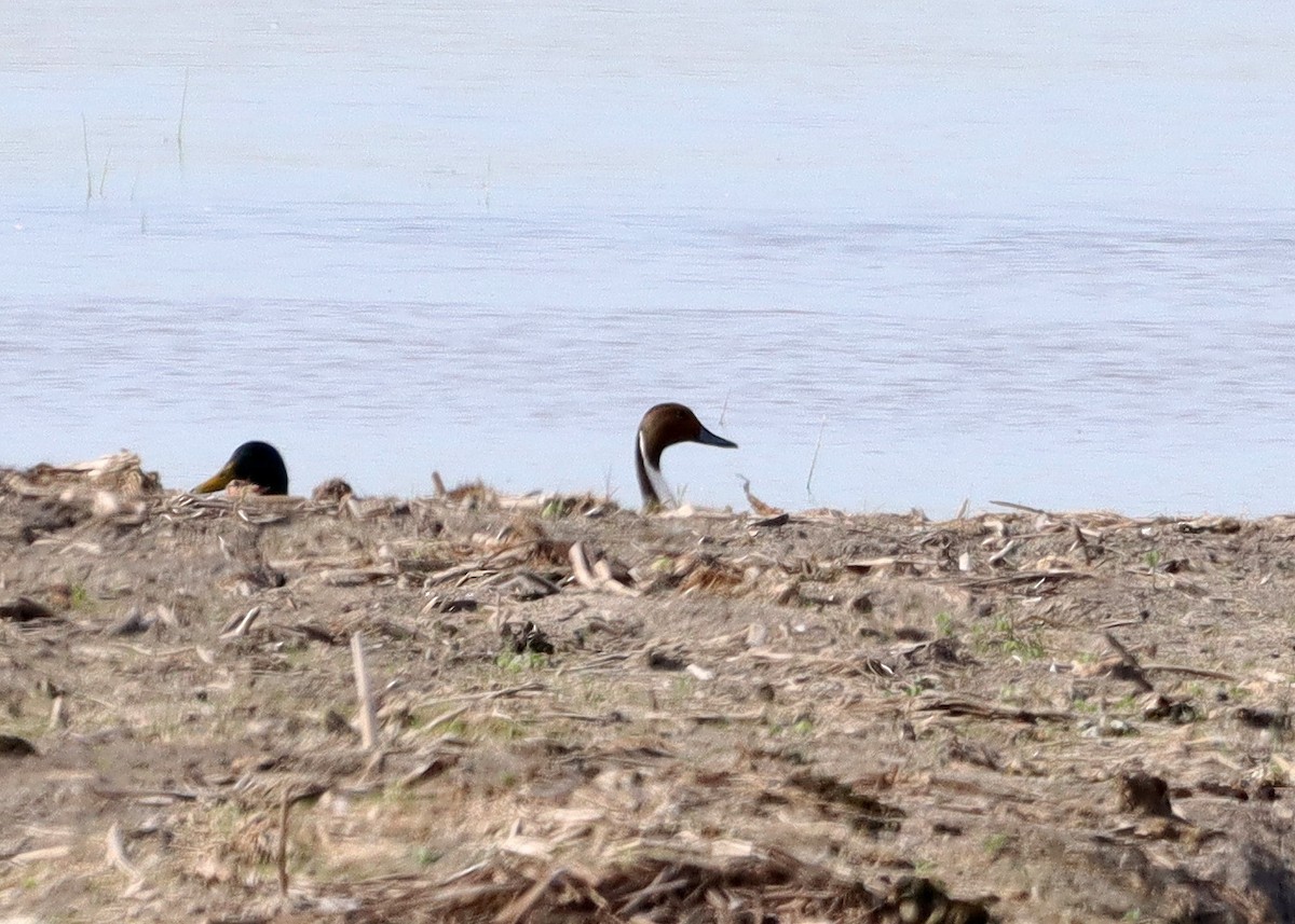 Northern Pintail - ML619532734