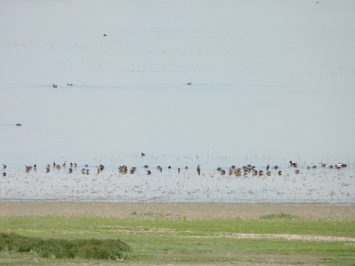 Long-billed Dowitcher - Dawn Holzer