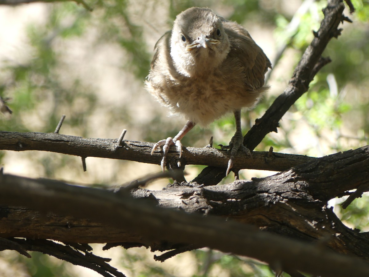 Curve-billed Thrasher - Dennis Wolter