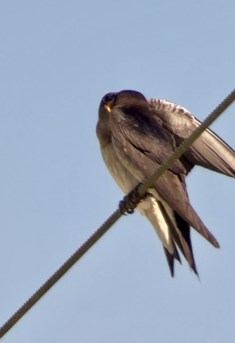 Purple Martin - Soule Mary