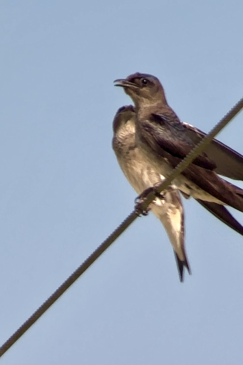 Purple Martin - Soule Mary