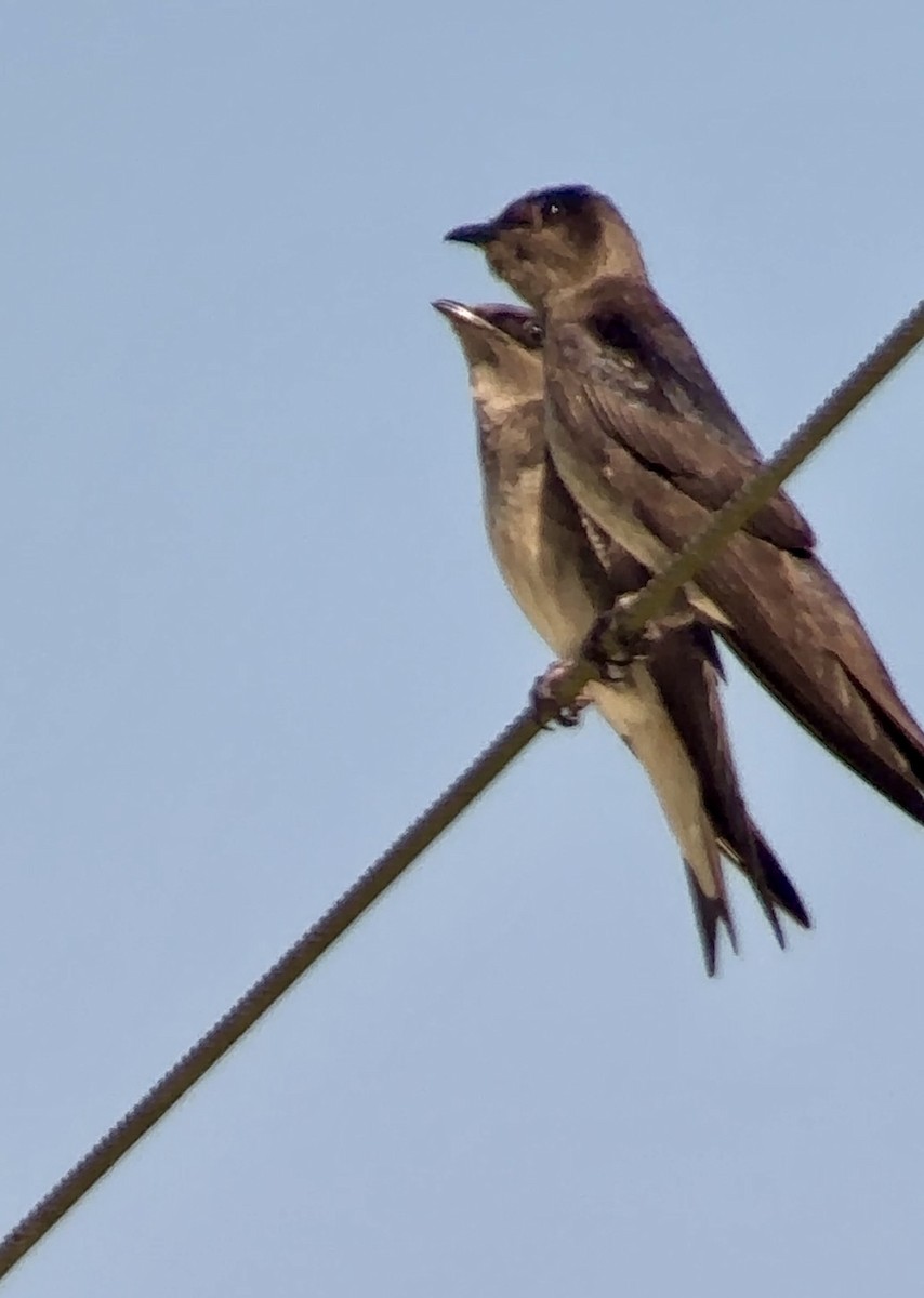 Purple Martin - ML619532758