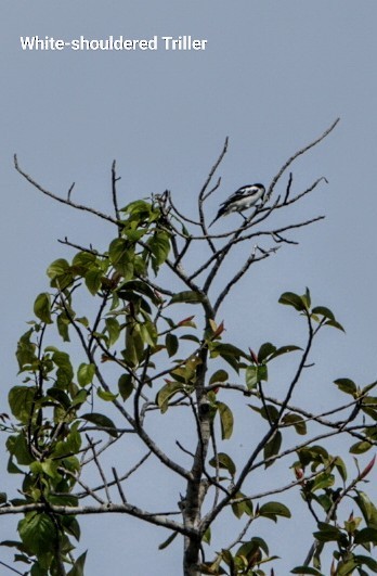 White-shouldered Triller - Anonymous