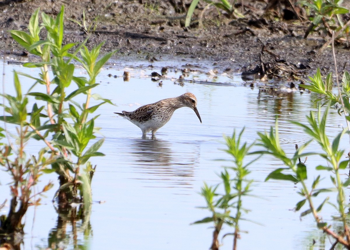 White-rumped Sandpiper - Bruce Arnold