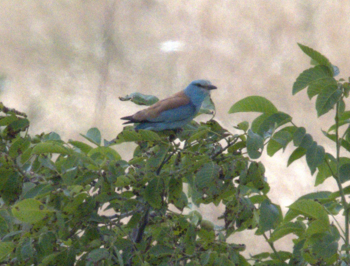 European Roller - Merav Rozen