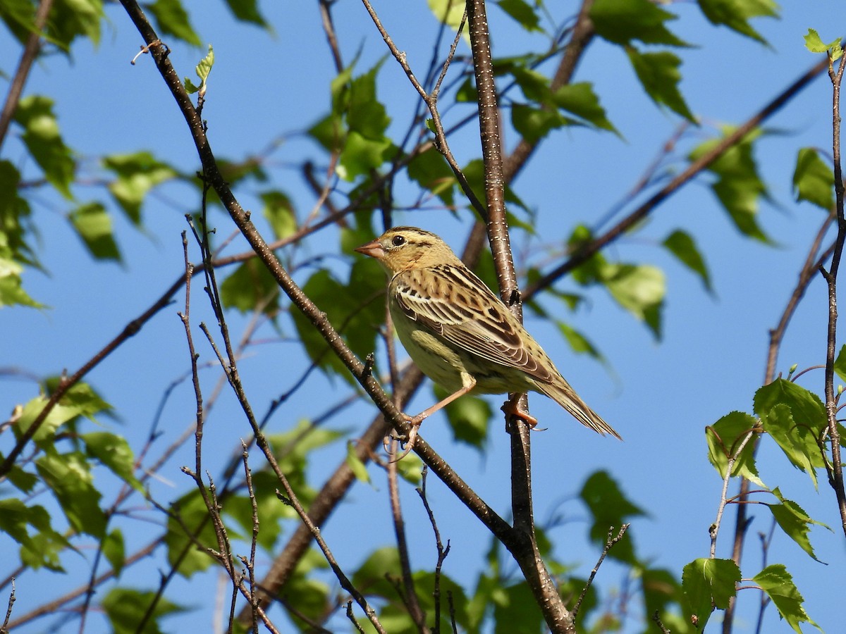 Bobolink - Jeanne Tucker