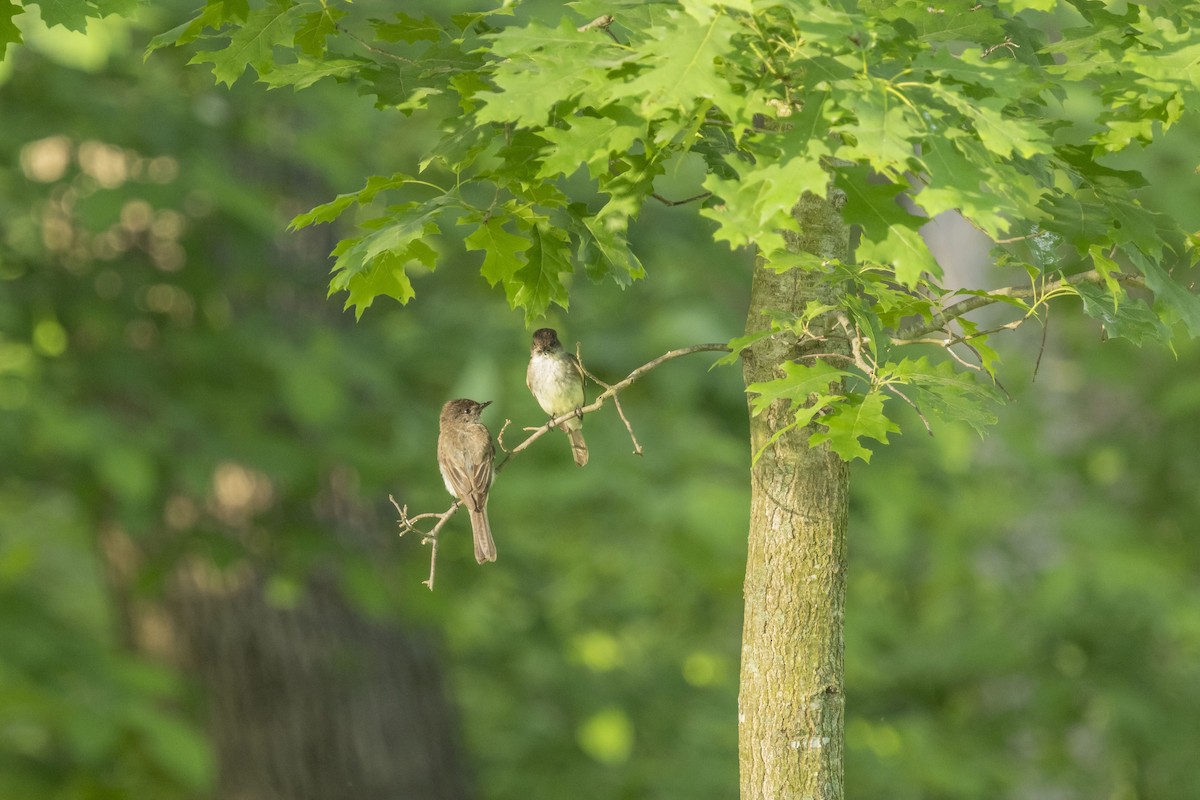 Eastern Phoebe - Liz Pettit