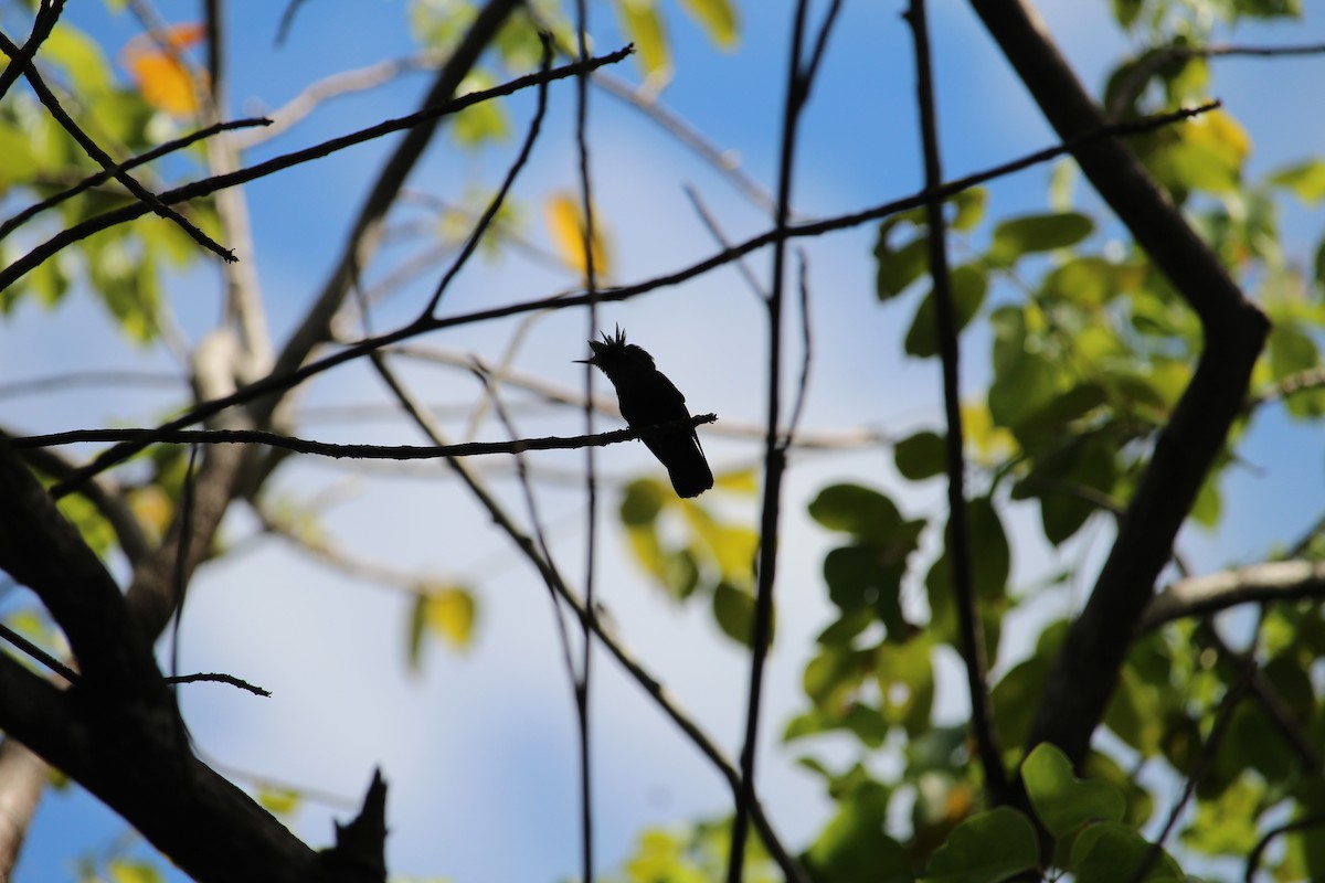Antillean Crested Hummingbird - ML619532771