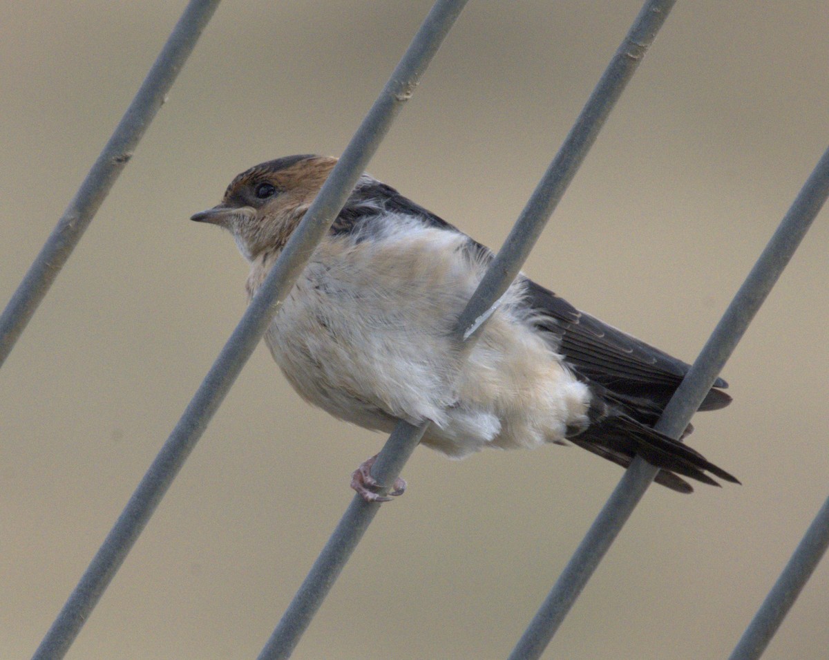 Red-rumped Swallow - Merav Rozen