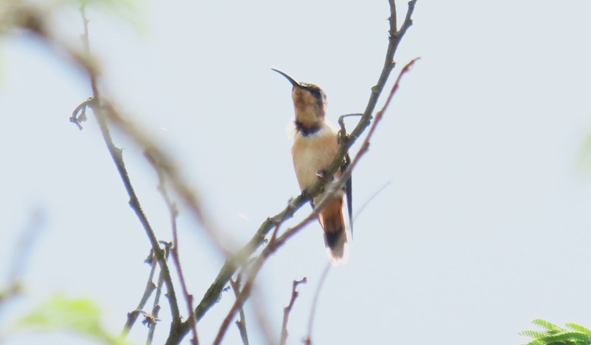 Slender Sheartail - Oliver  Komar