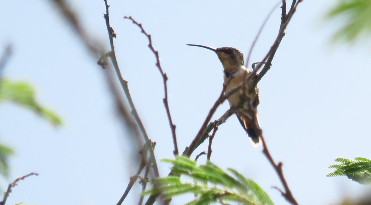 Scherenschwanz-Sternkolibri - ML619532779