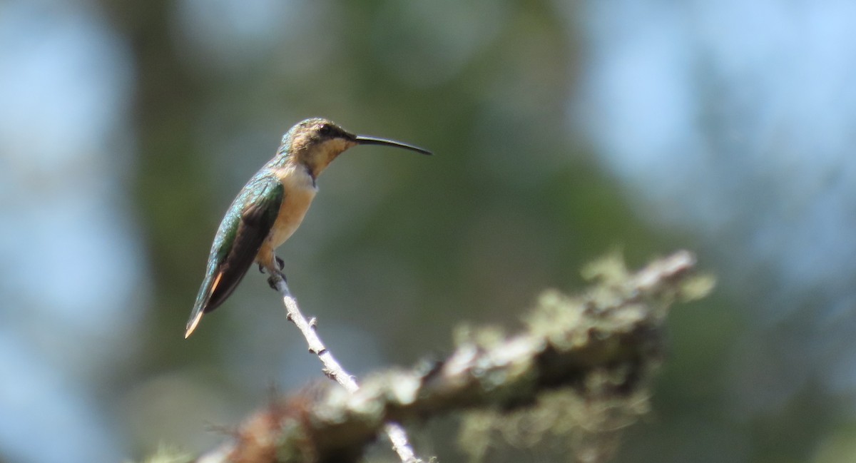 Colibri à queue singulière - ML619532781