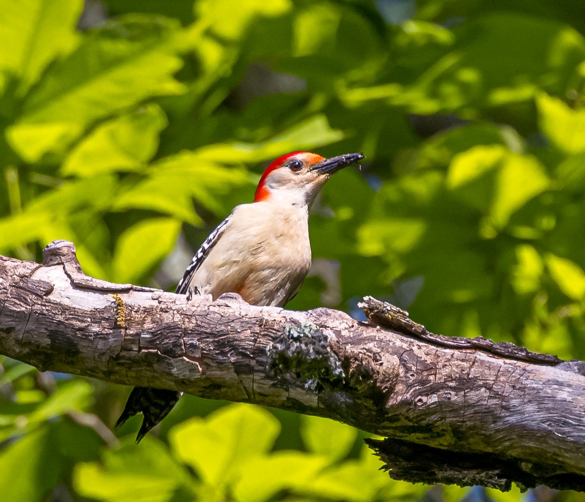 Red-bellied Woodpecker - Mike Murphy