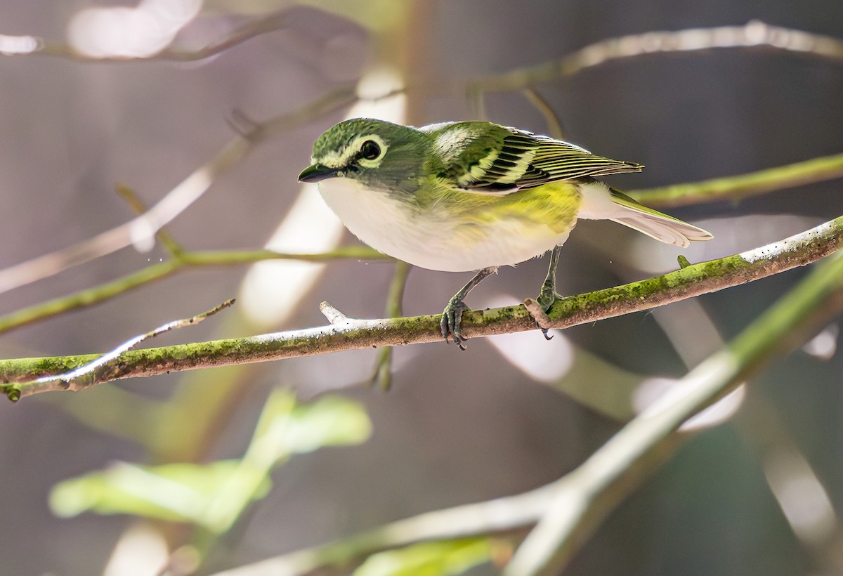 Blue-headed Vireo - Mike Murphy