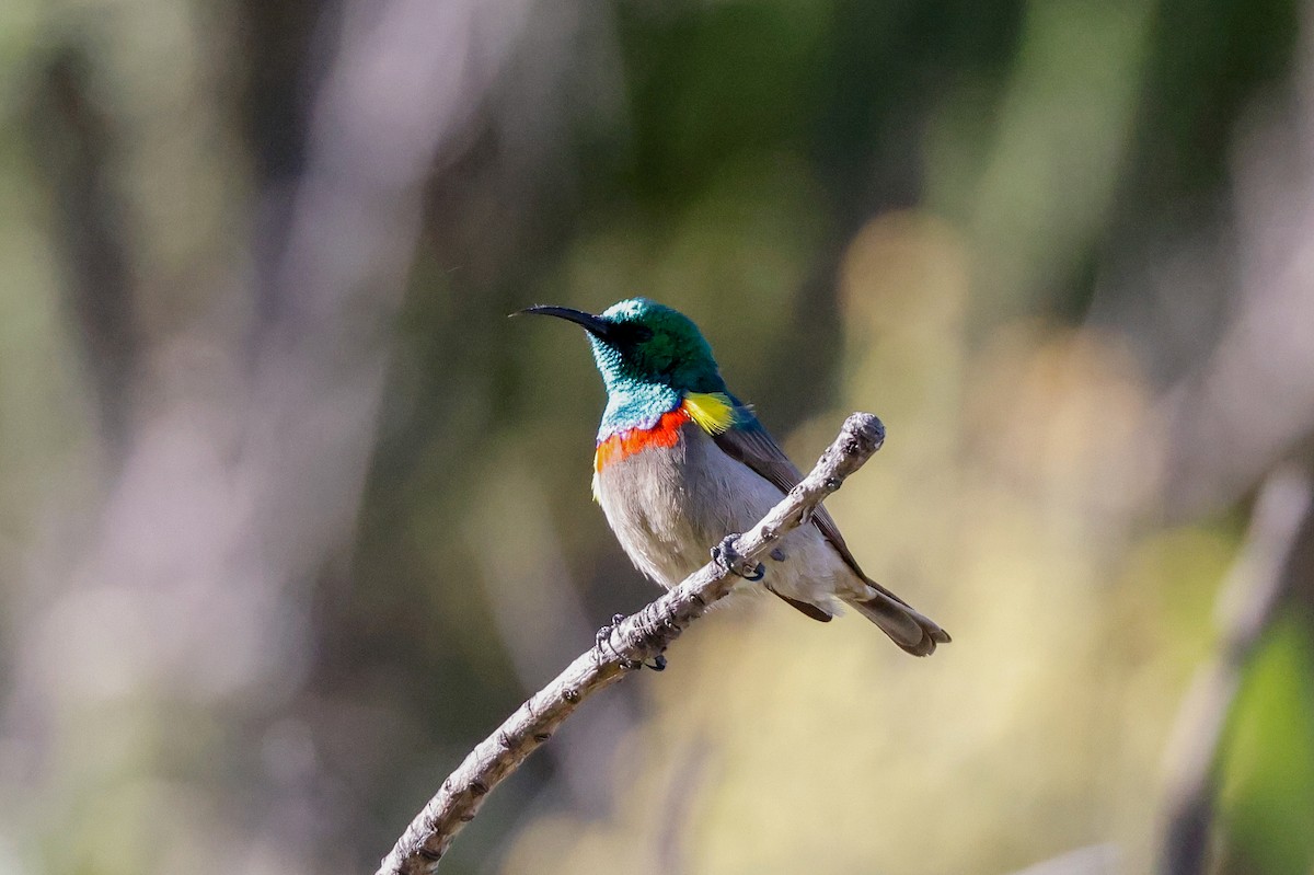 Southern Double-collared Sunbird - ML619532799