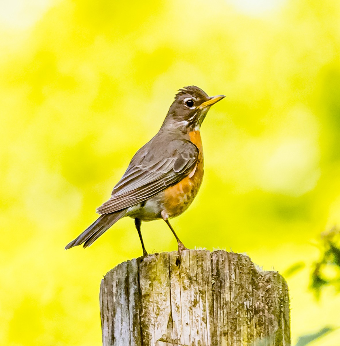 American Robin - Mike Murphy