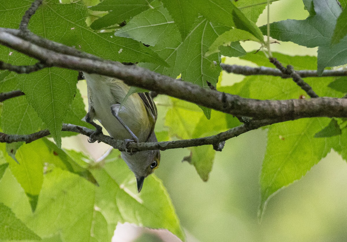 Ak Gözlü Vireo - ML619532803