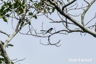 Northern Fantail (Rote) - Anonymous