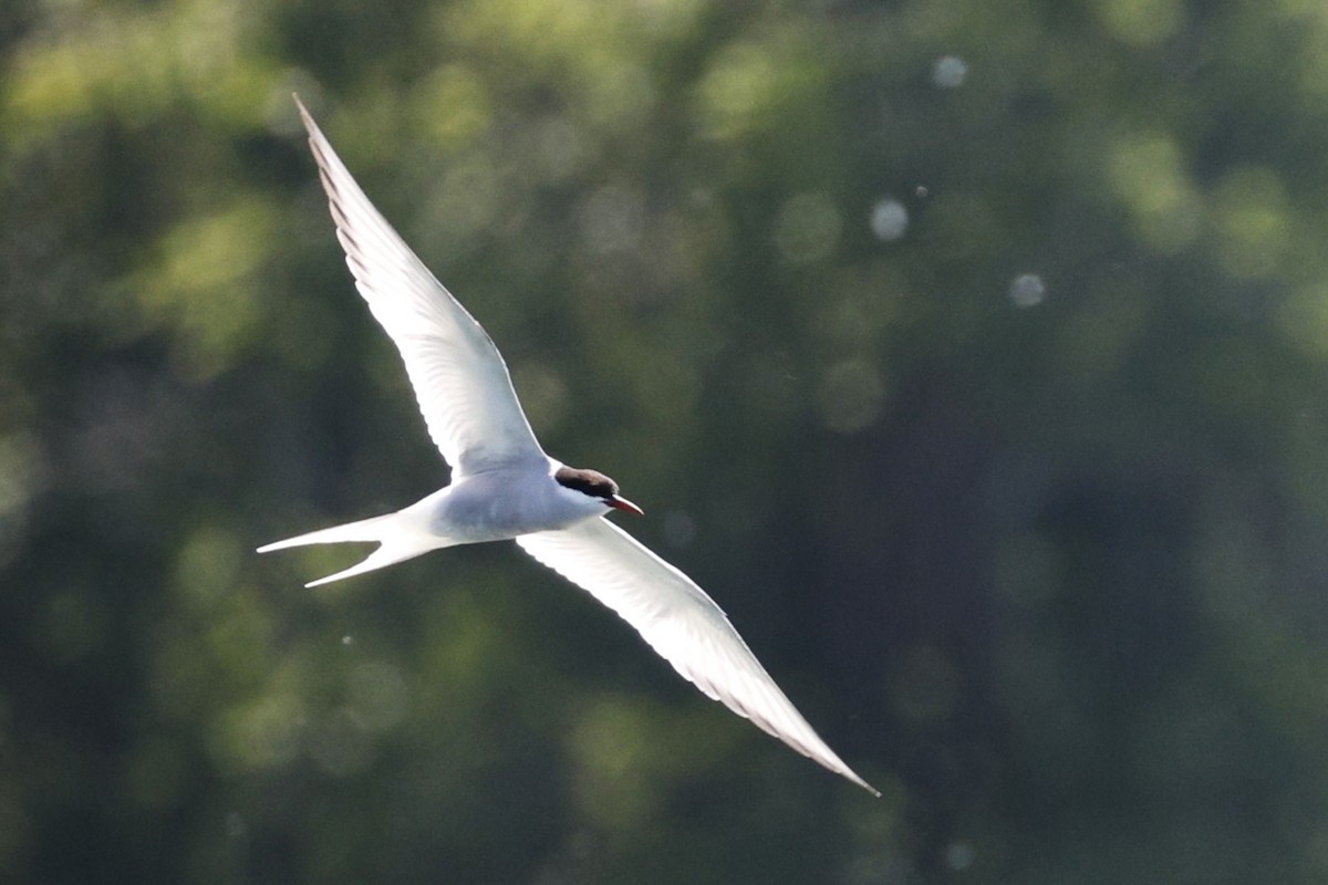 Forster's Tern - Deb Youngblut