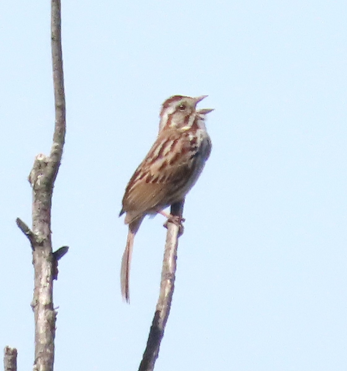 Song Sparrow - Susan Cooper