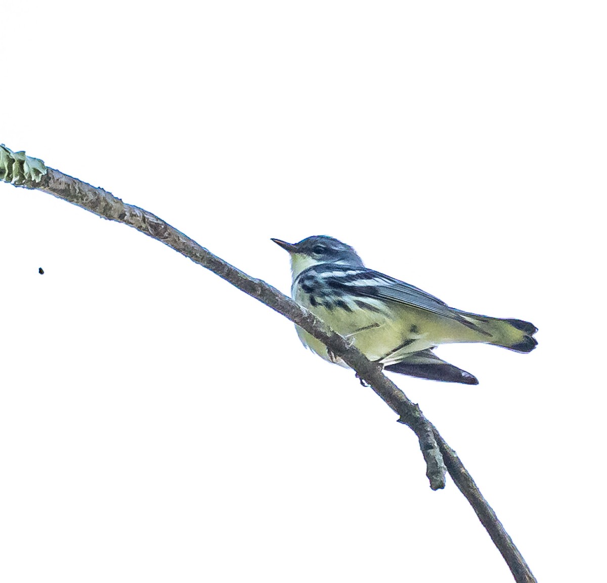 Cerulean Warbler - Mike Murphy