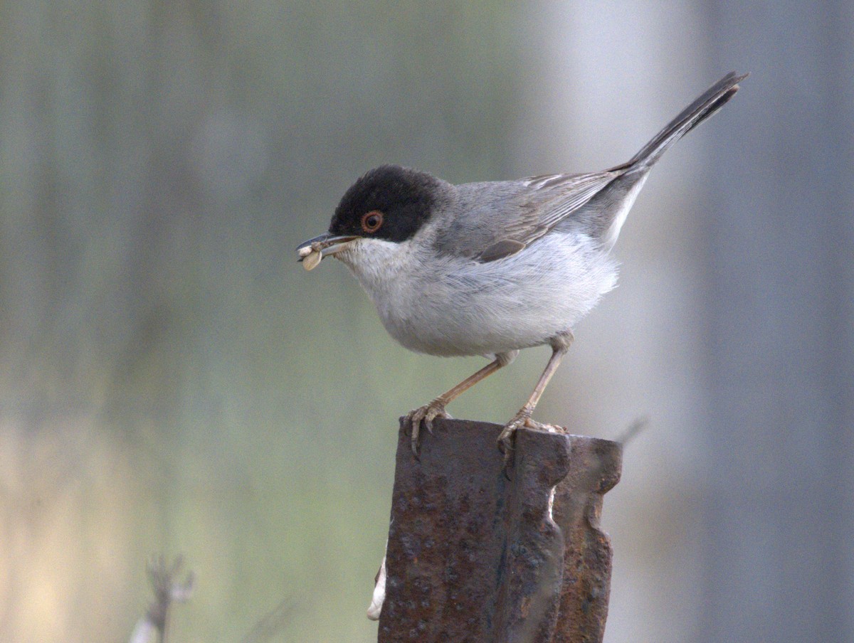 Sardinian Warbler - Merav Rozen