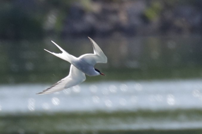 Forster's Tern - Deb Youngblut