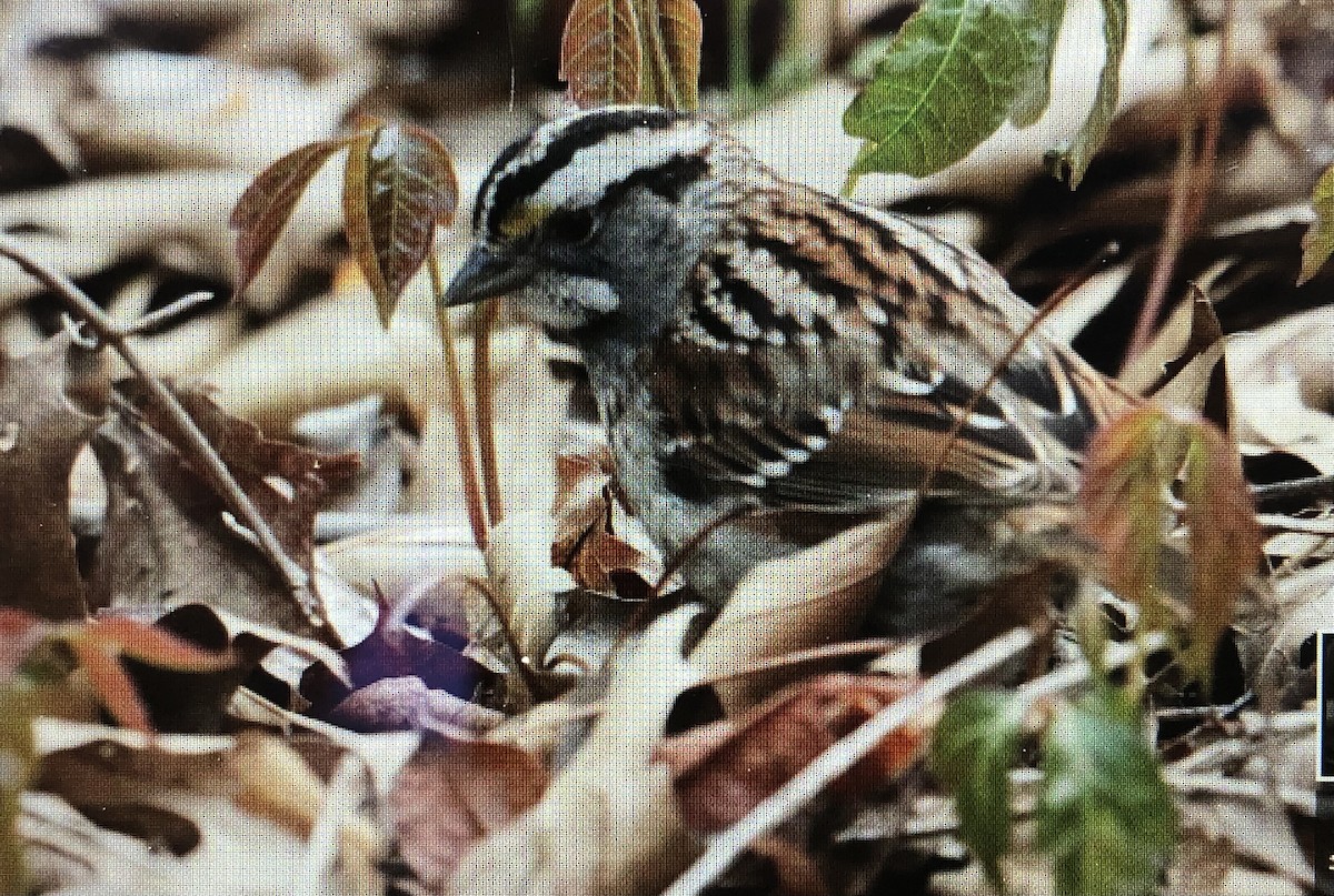 White-throated Sparrow - Jules S