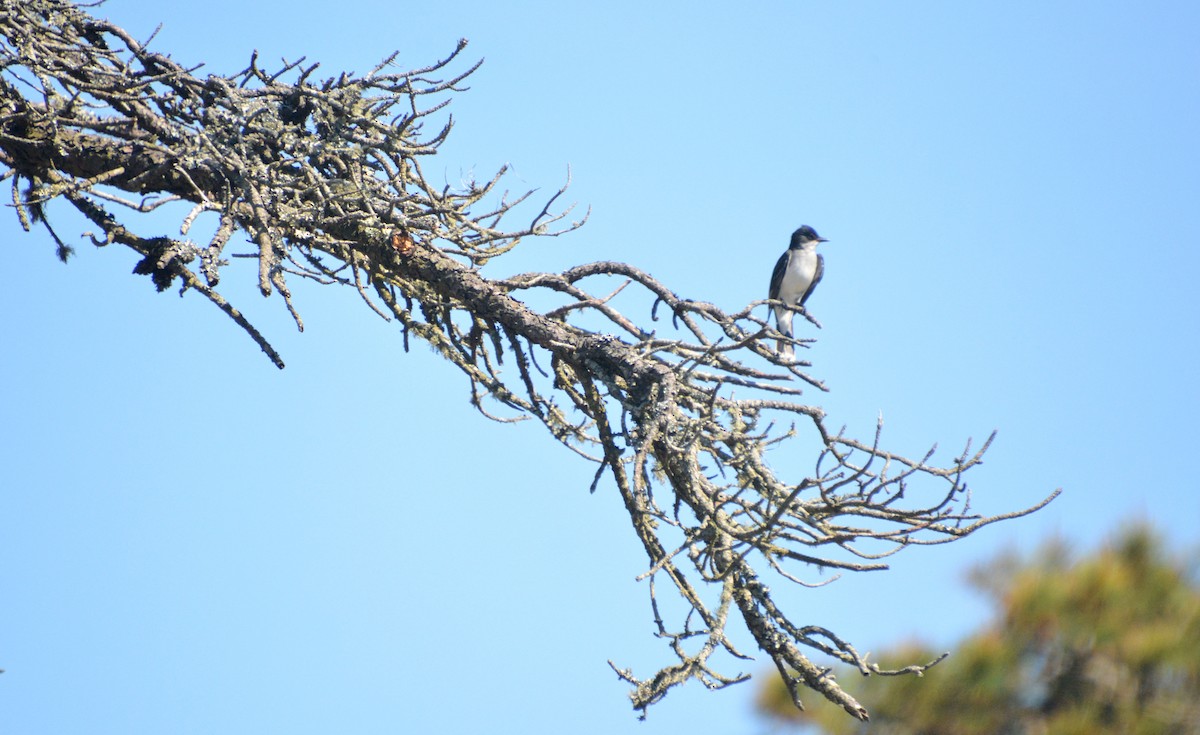 Eastern Kingbird - Janette Vohs