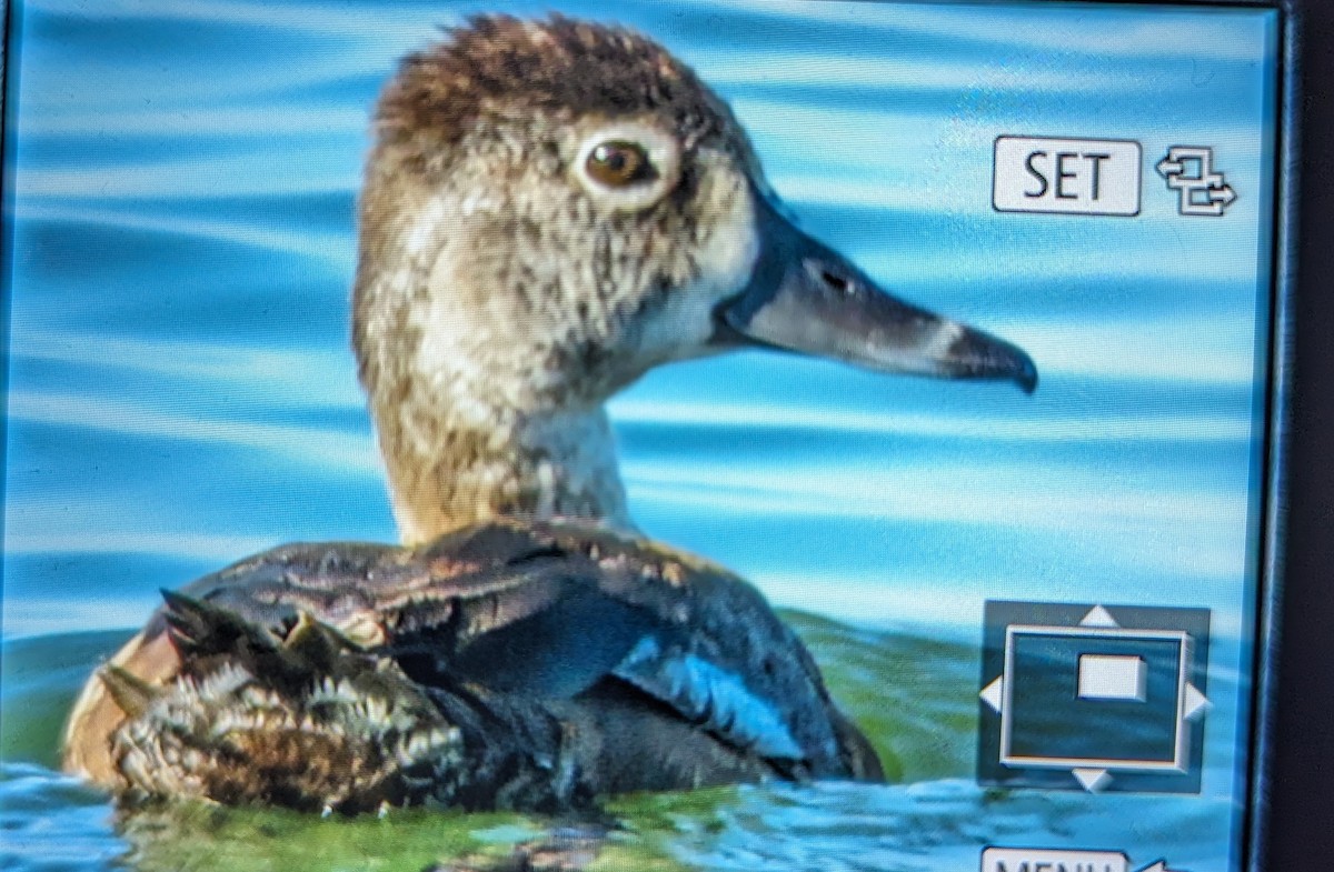 Ring-necked Duck - ML619532818