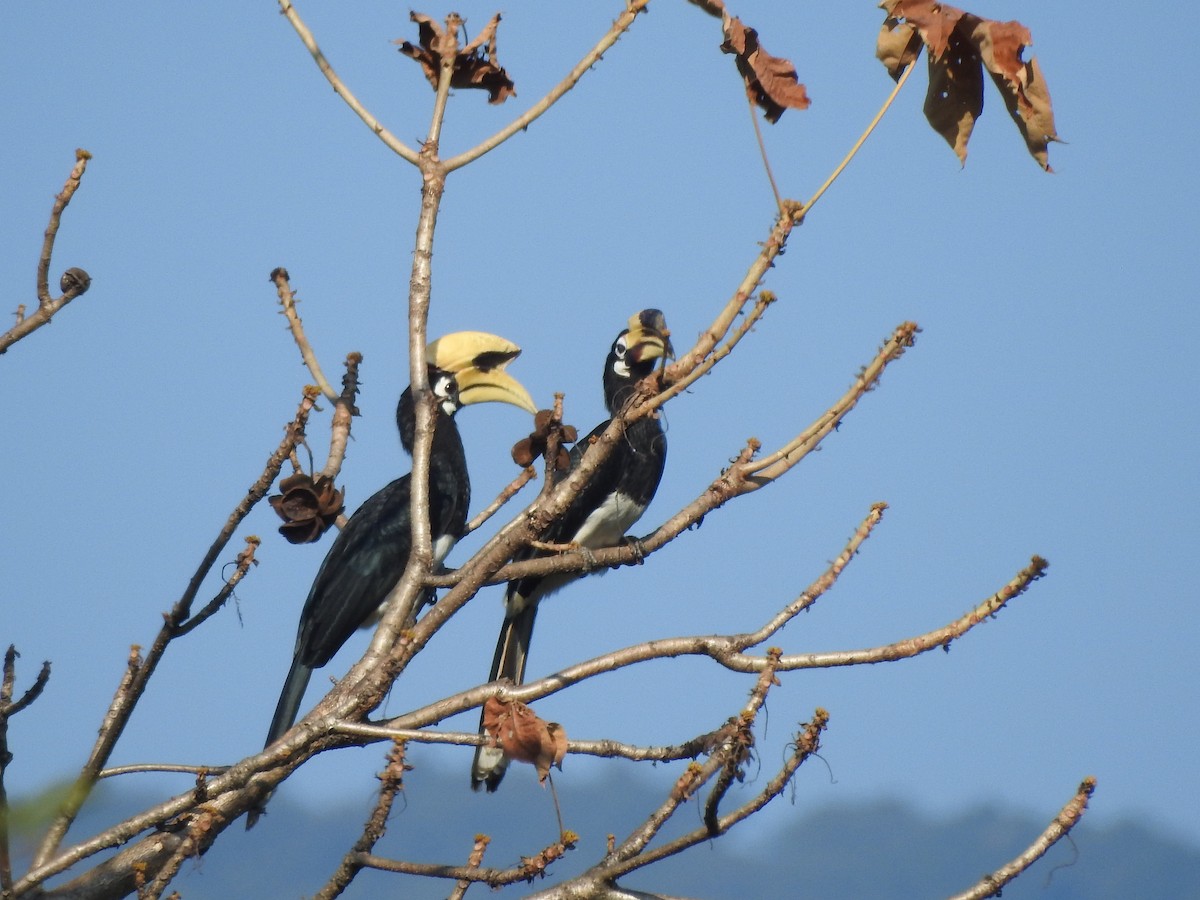 Oriental Pied-Hornbill - Selvaganesh K