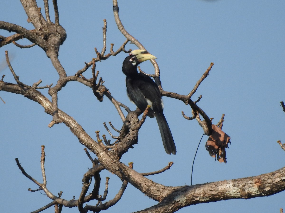 Oriental Pied-Hornbill - Selvaganesh K