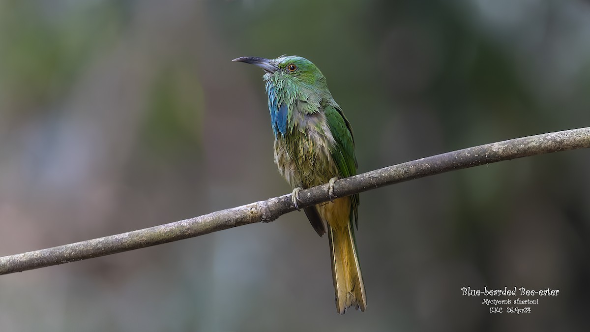 Blue-bearded Bee-eater - Kenneth Cheong