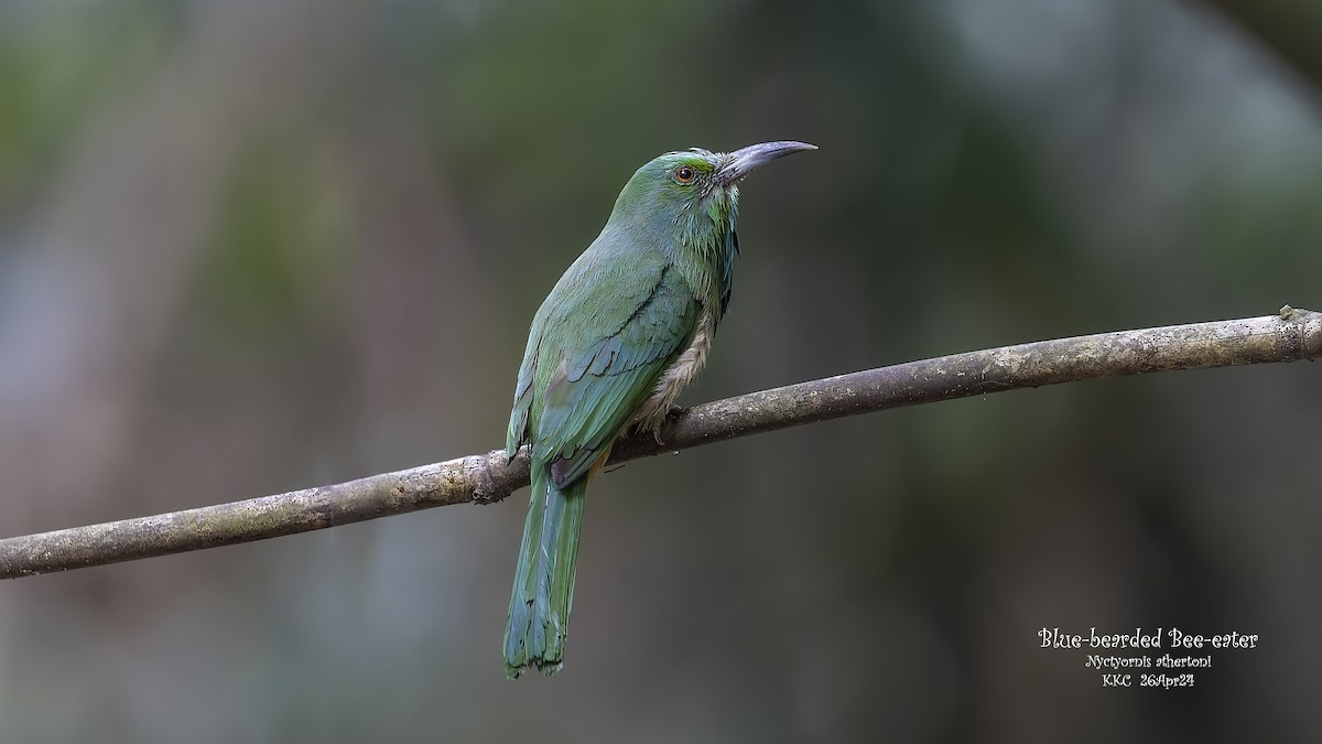 Blue-bearded Bee-eater - Kenneth Cheong