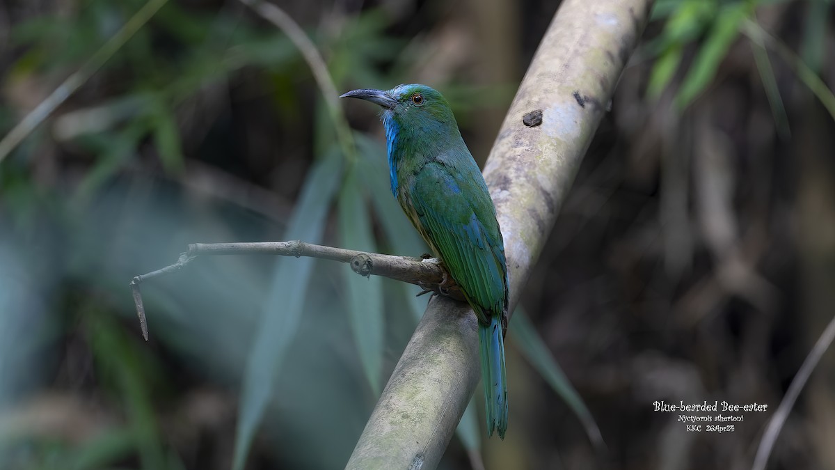 Blue-bearded Bee-eater - Kenneth Cheong