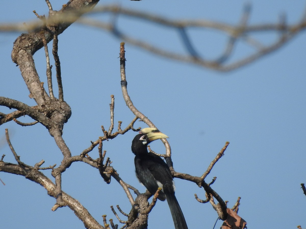 Oriental Pied-Hornbill - Selvaganesh K