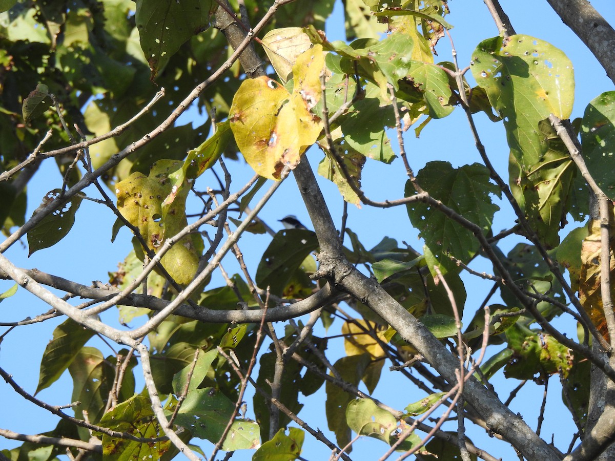 Oriental Pied-Hornbill - Selvaganesh K