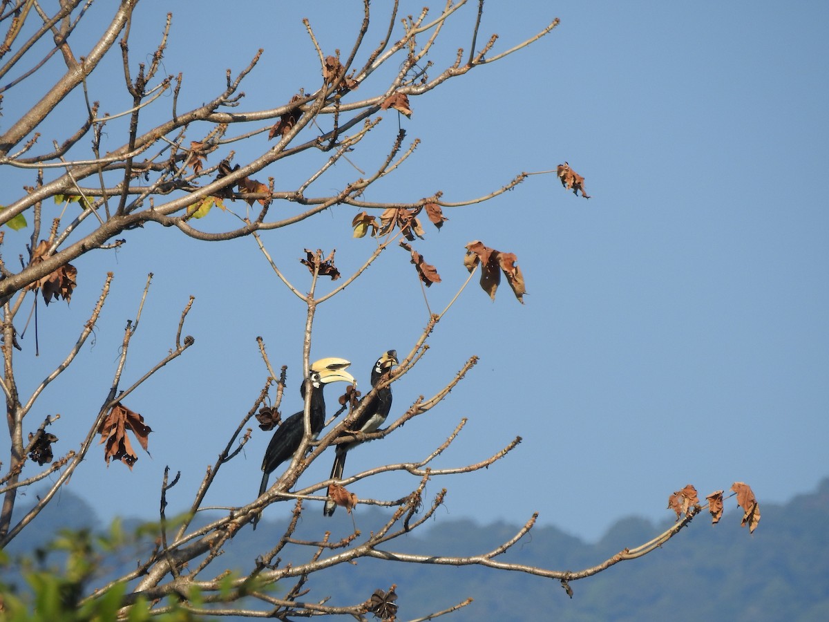 Oriental Pied-Hornbill - Selvaganesh K