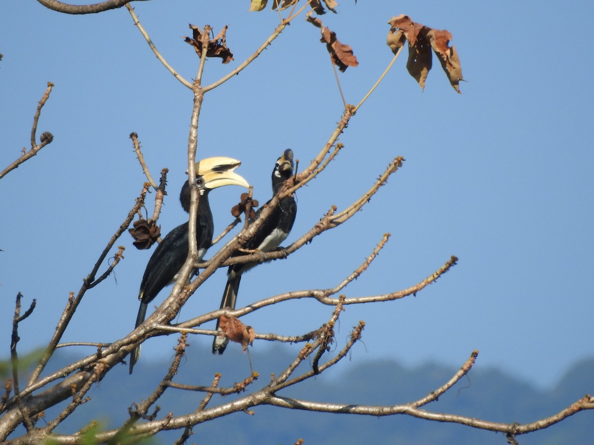 Oriental Pied-Hornbill - Selvaganesh K