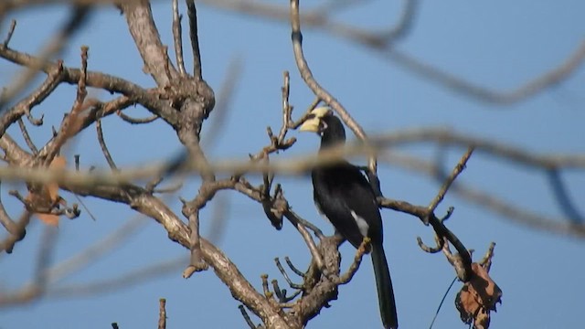 orienthornfugl - ML619532836