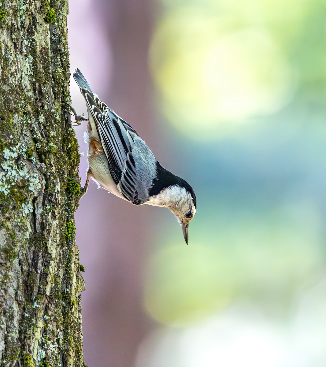 White-breasted Nuthatch - Mike Murphy