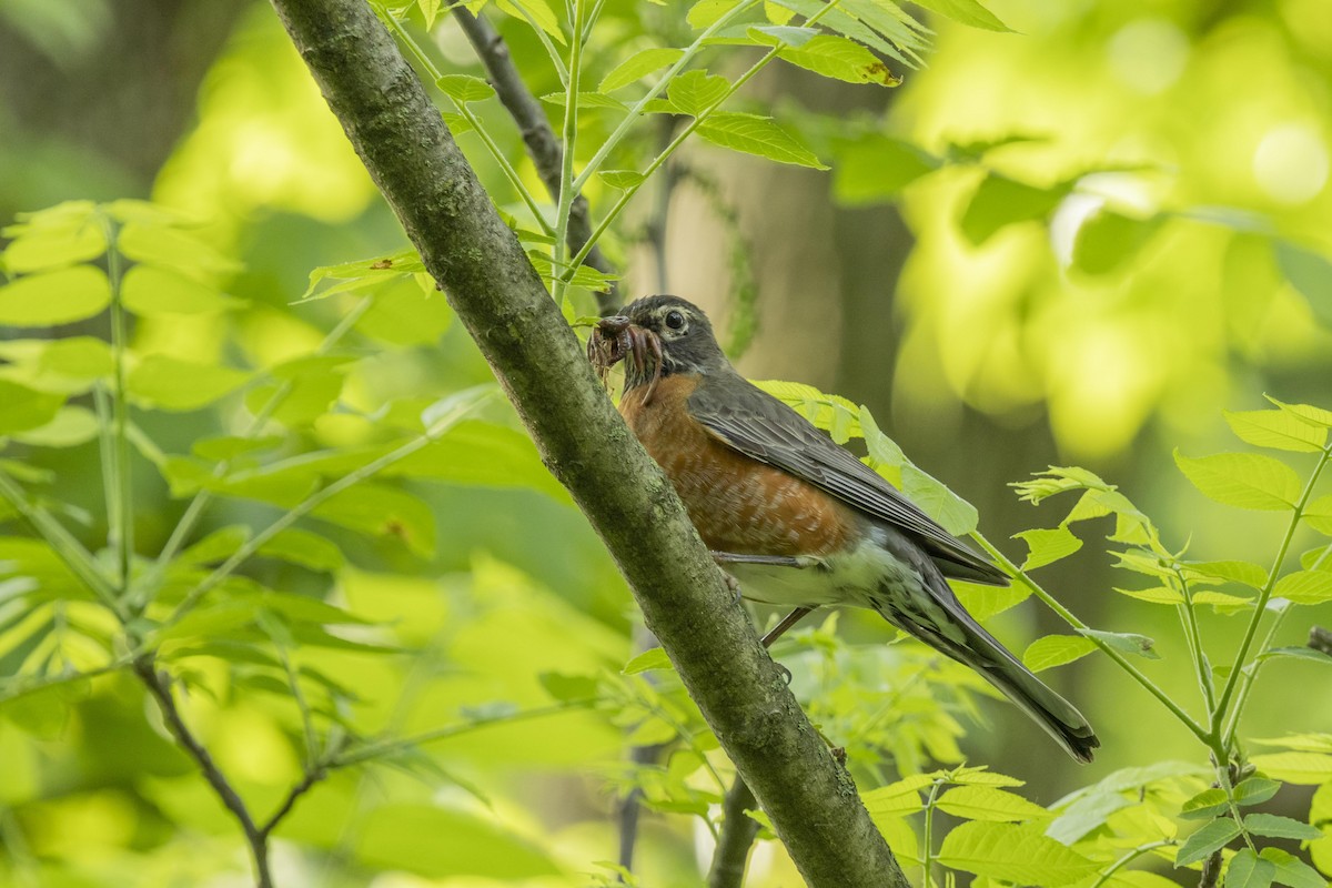 American Robin - Liz Pettit