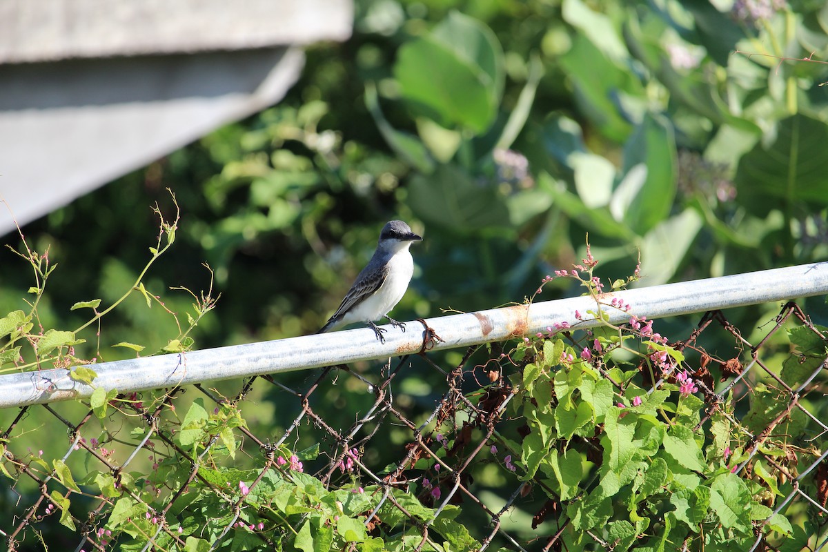 Gray Kingbird - Martijn Bolkenbaas